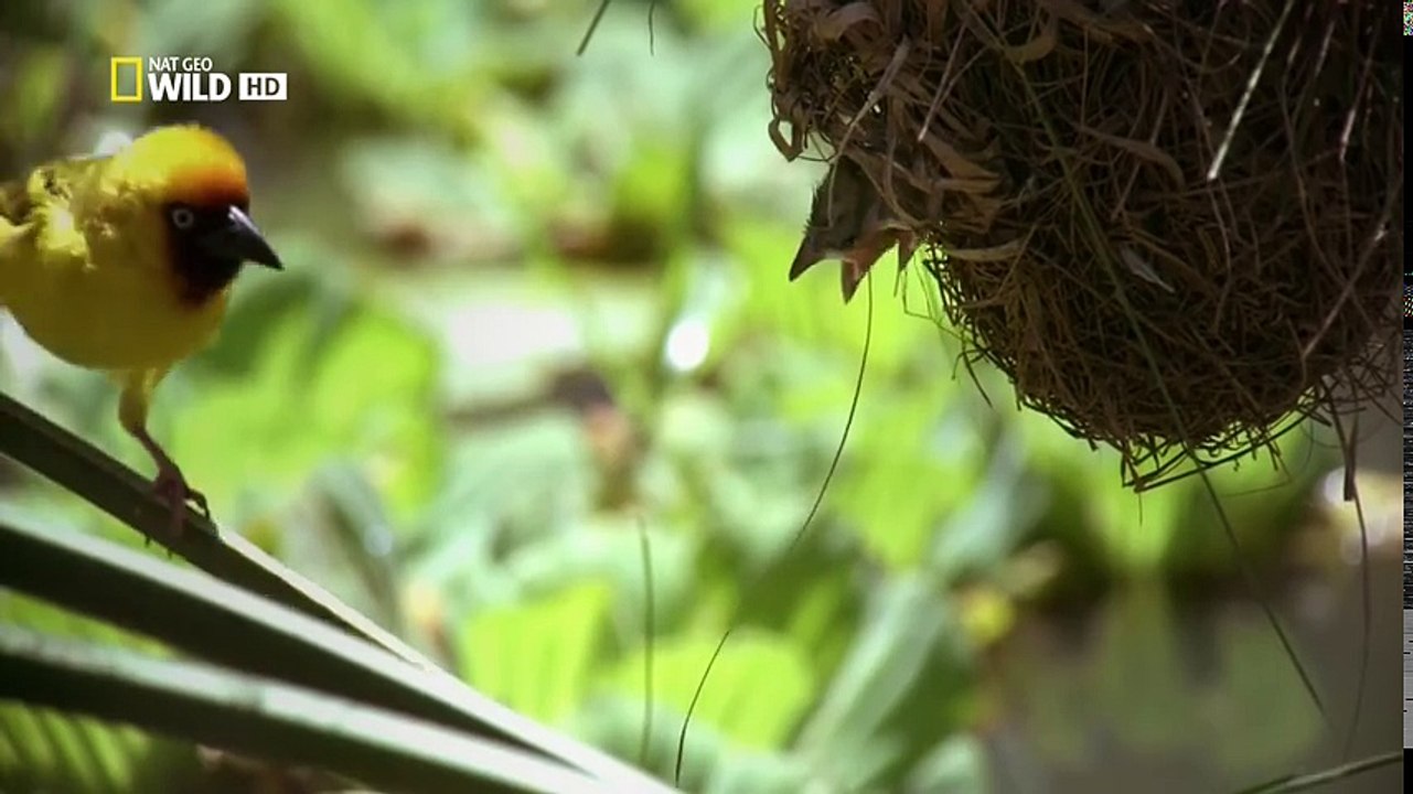 Дикая река Конго- --Река чудовищ
