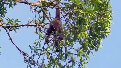 Тропический лес. Экватор. Южная Азия.