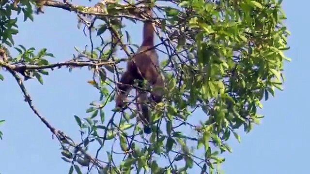 Тропический лес. Экватор. Южная Азия.