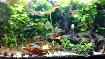Mi acuario de peces guppy machos de cría de octubre de 2016 PARTE 1