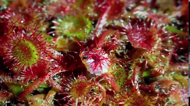 Дикая природа. Растения питающиеся животными!