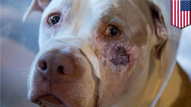 Cop shoots dogs: police report says family dogs came charging, security cam shows truth - TomoNews