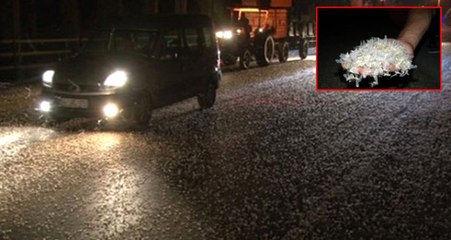 Milyonlarca Sinek Çiftleşme Uçuşu Yaptıktan Sonra Yere Düşerek Öldü