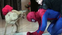 Divertido en en bromista vida movimiento película broma hombre araña parada superhéroe en vídeos
