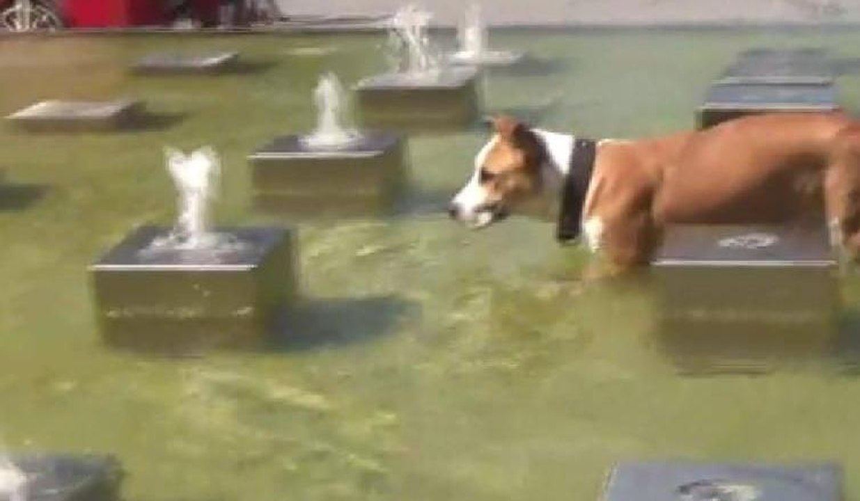Sıcaktan bunalan köpeğin fıskiye ile imtihanı