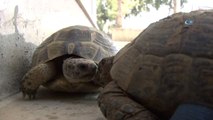 İşçiler Yaralı Kaplumbağayı Bebek Gibi Besliyor