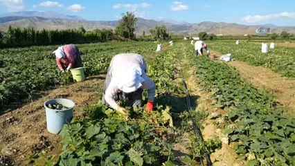 Salatalık Ödemişli Üreticinin Can Simidi Oldu
