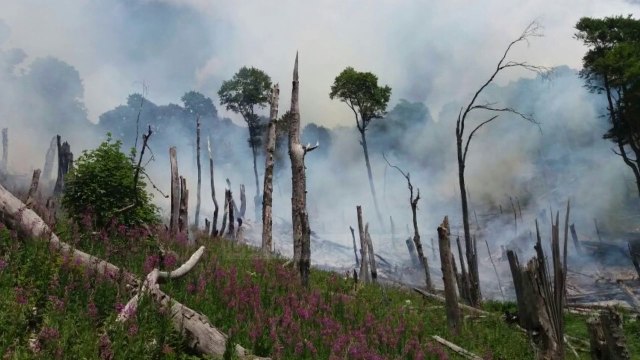 Emergjencat e zjarreve, në gjithë vendin janë 12 vatra - Top Channel Albania - News - Lajme
