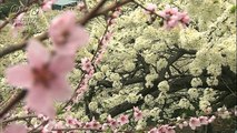 岩本秀⼀の日本の春の花