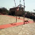 Monkeys ring the bell at hanuman temple