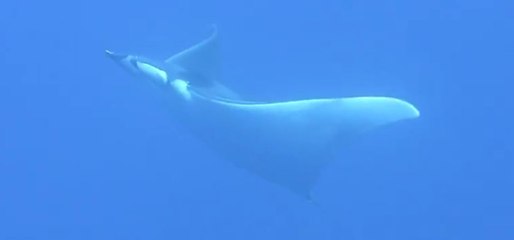 Une raie Manta filmée dans la baie de Calvi