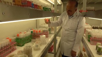 Mersin Hastalıklardan Arındırılmış Damızlık Muz Fidesi Üretildi