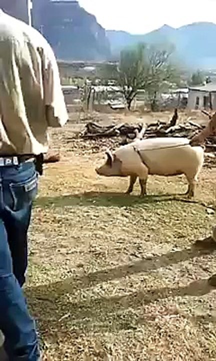 Man and pig