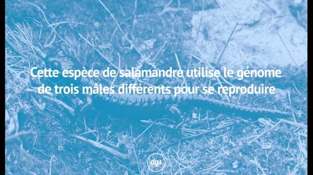 Cette espèce de salamandre utilise le génome de trois mâles différents pour se reproduire