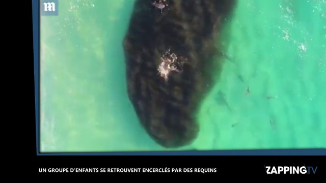 Australie : 400 requins encerclent un groupe d'enfants, les images terrifiantes (vidéo)