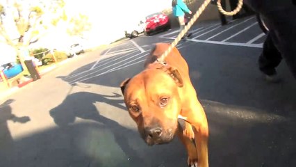 Ce chien abandonné ne peut plus arrêter de pleurer, trop triste 1