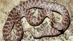 Aparece Serpiente Extinta en Mexico.