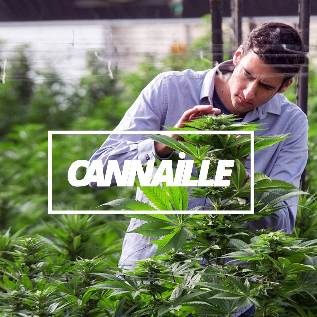 ⁣Cannabis médical en Israël vs. cannabis médical en France