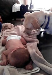 Un chien qui aime prendre soin du bébé de la famille