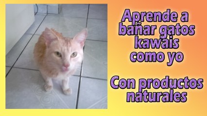 Gatos a bañar -con el Señor Medio Dia Güero Jimenez de Gatomon