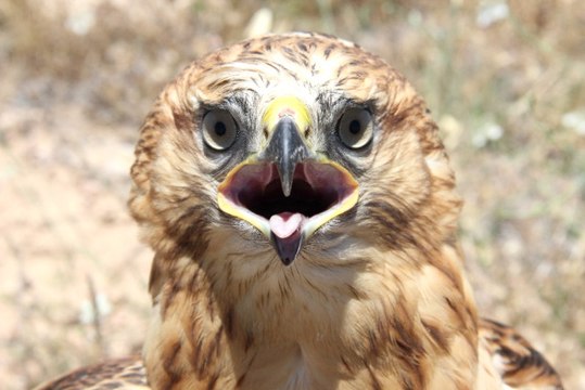 Kızıl Şahinler Özgürlüğe Kanat Çırptı