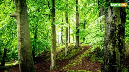 L'Avenir - La forêt de Soignes classée patrimoine de l'Unesco