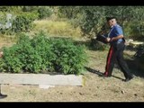 Palombara Sabina (RM) - Vivaio di marijuana in un terreno agricolo (12.07.17)