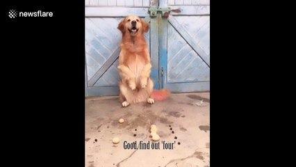 Amazing Dog Demonstrates Surprisingly Accurate Math Skills 🐶