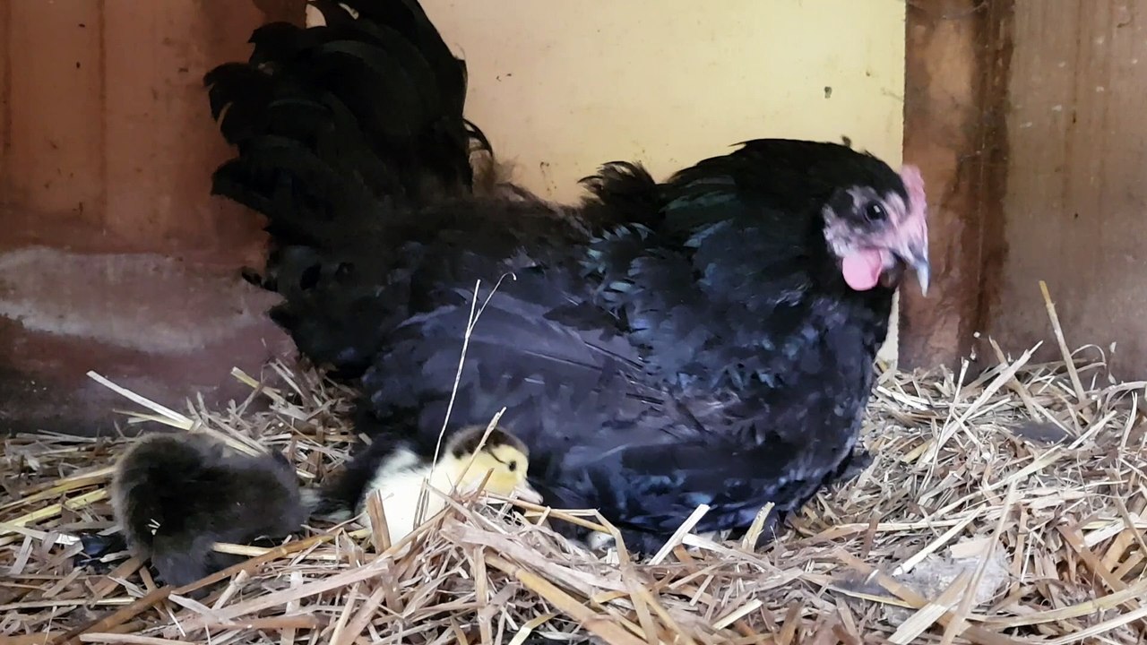Chicken gets ducklings