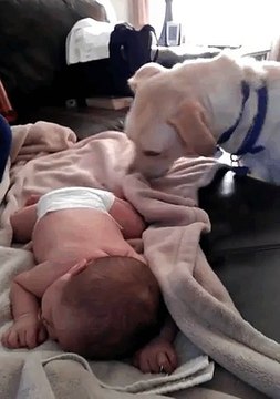 Un chien qui prend soin du bébé