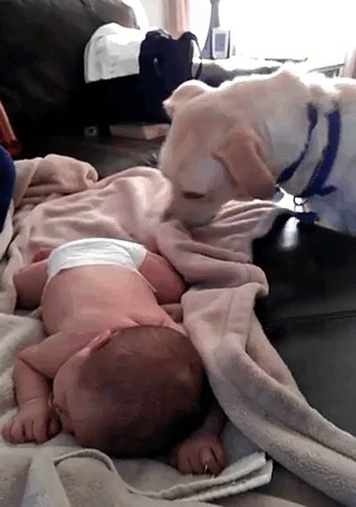 Un chien qui prend soin du bébé