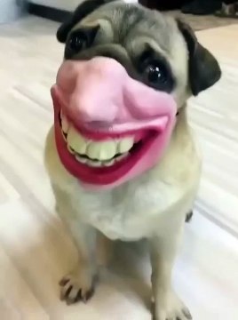 Un chien qui nous fait rire avec son masque