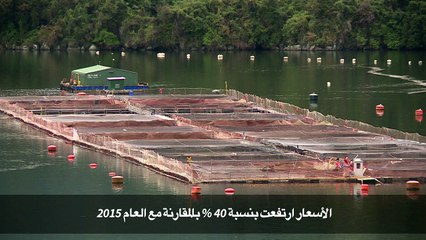 تشيلي تعول على إنتاج السلمون لتنشيط اقتصادها مع التخفيف من تداعي