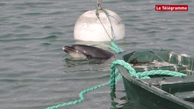 Quiberon (29). Un dauphin a été retrouvé dans le port