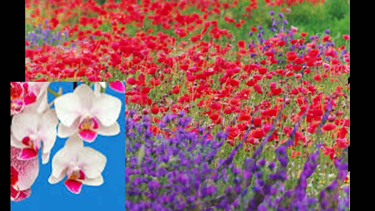 Flores-e-Mimos -