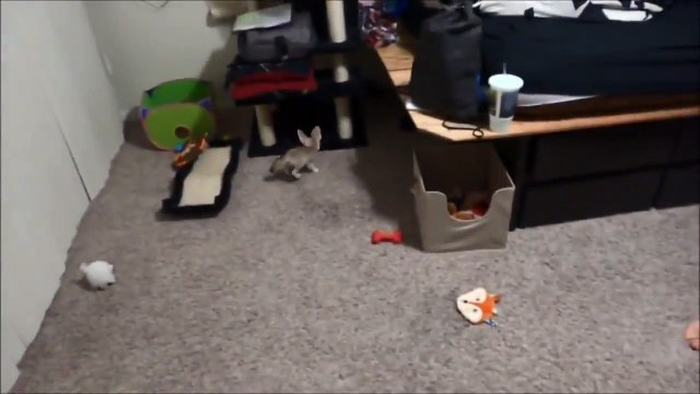 Cute Baby Fennec Fox Learning How To Sit Properly