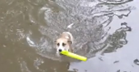 Dog Takes Swim in Illinois Floodwater