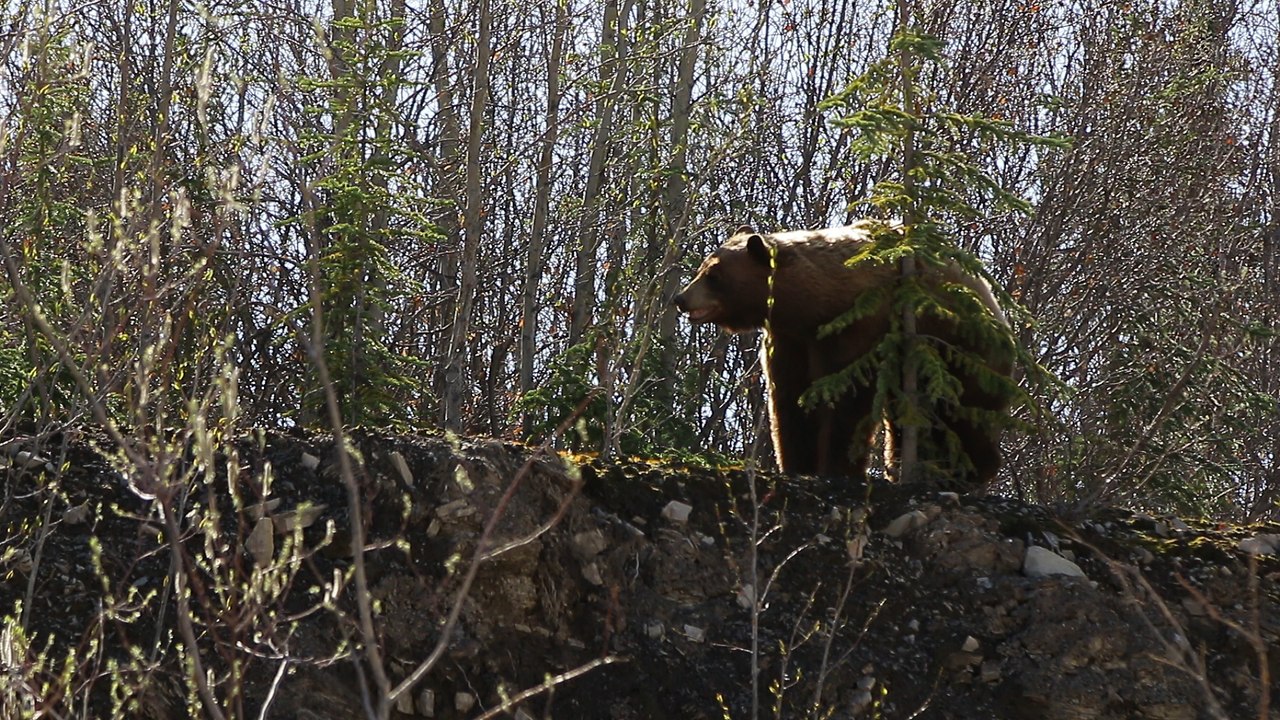 Bear Hits Himself In The Nuts