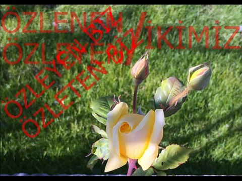 Zeki Müren-Öyle Özledim ki Sevgilim Seni