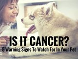 Is It Cancer? 5 Warning Signs To Watch For In Your Pet