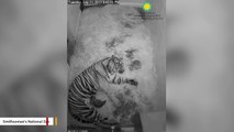 Watch A Sumatran Tiger Mom Gently Comfort Her 1-Day Old Cub