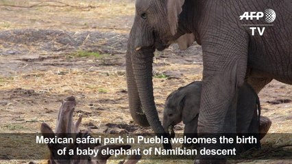 Baby elephant of Namibian descent born in Mexico