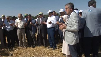 Bakan Çelik Konya'da Hasat Bayramına Katıldı