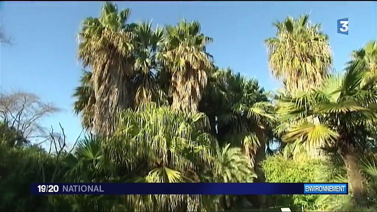 Sur la Côte d'Azur, les palmiers en danger