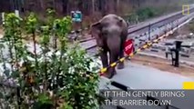 Un éléphant défie la signalisation routière !