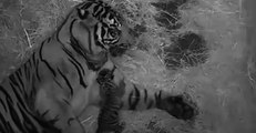 Endangered Sumatran Tiger Born at National Zoo