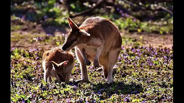 Canções de Ninar para crianças - Canções de ninar com Imagens de Bichinhos