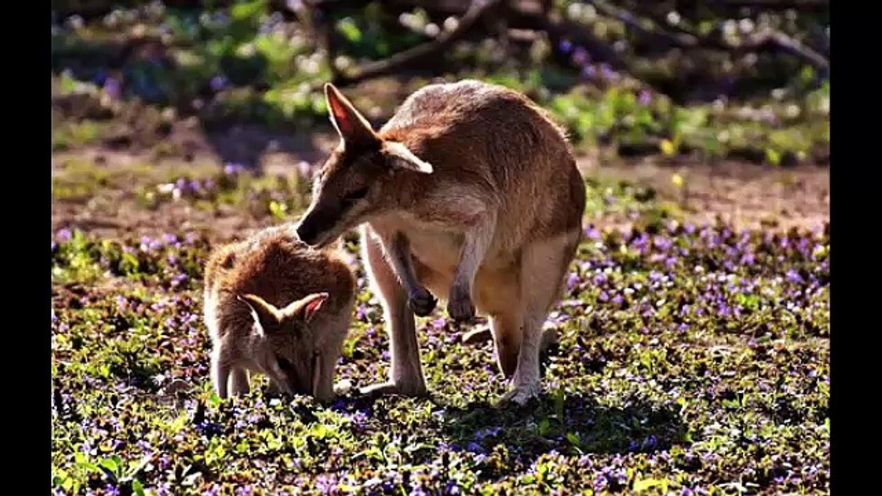 Canções de Ninar  para crianças - Canções de ninar com Imagens de Bichinhos