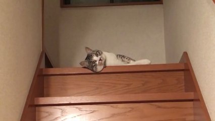 Un chat liquide descend un escalier