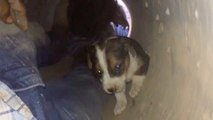 Puppies Rescued From The Depths Of Drain Line